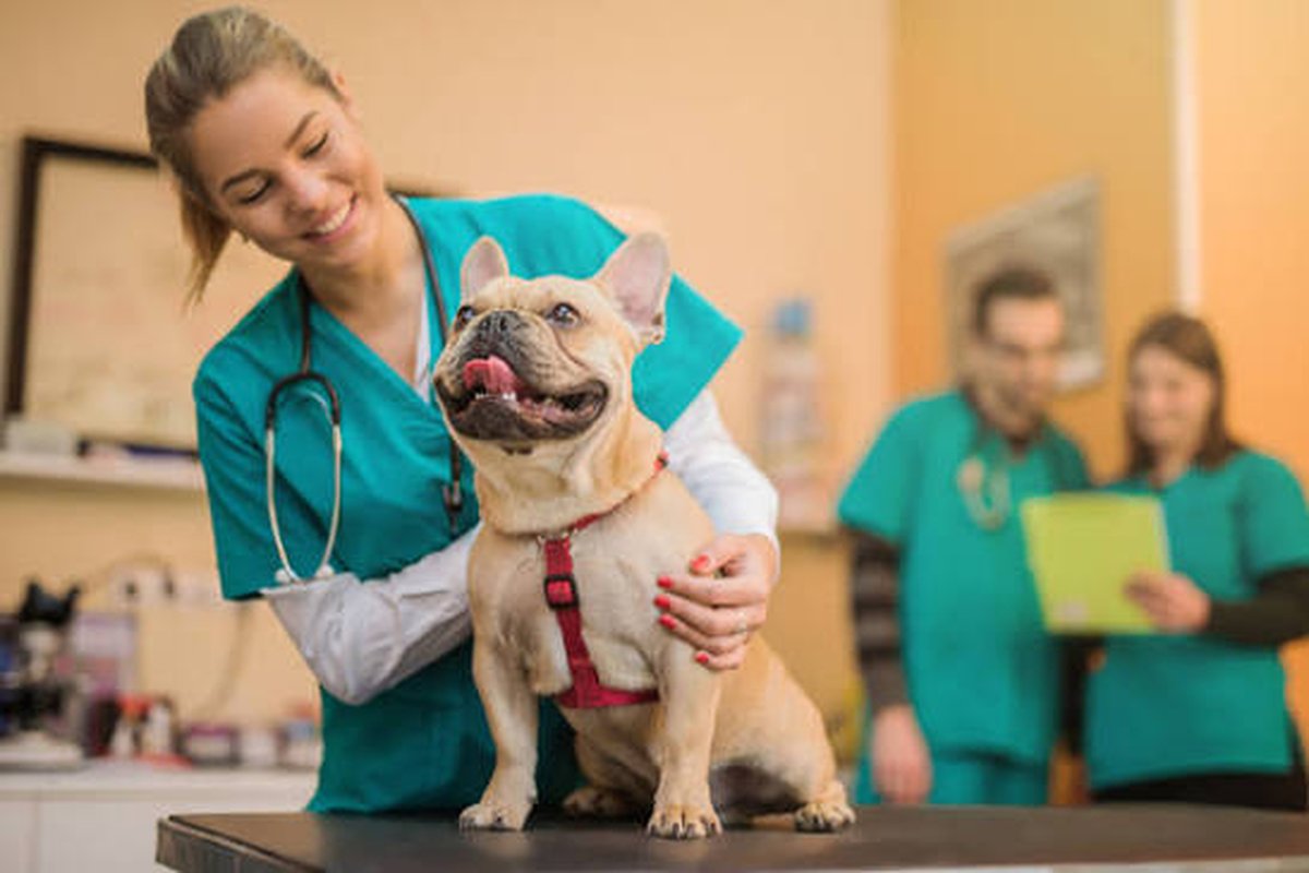 Veterinário em Palmas: quando levar o pet e como agendar